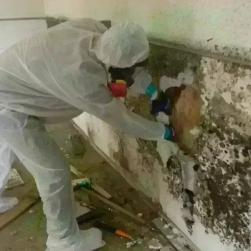 Mold Remediation and Removal in North Granby, CT